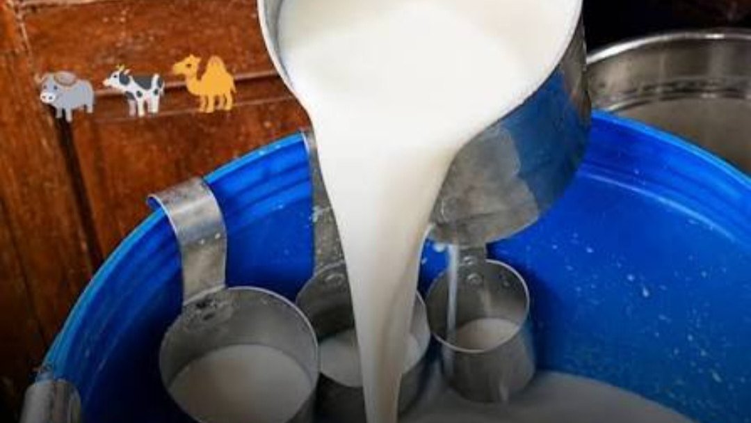 महाराष्ट्र में FDA का बड़ा एक्शन; दूध, मक्खन, पनीर सहित 95 टन मिलावटी खाद्य सामग्री जब्त